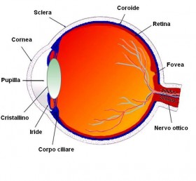 Anatomia dell'occhio - OUTLOOK - Outlet dell'Occhiale